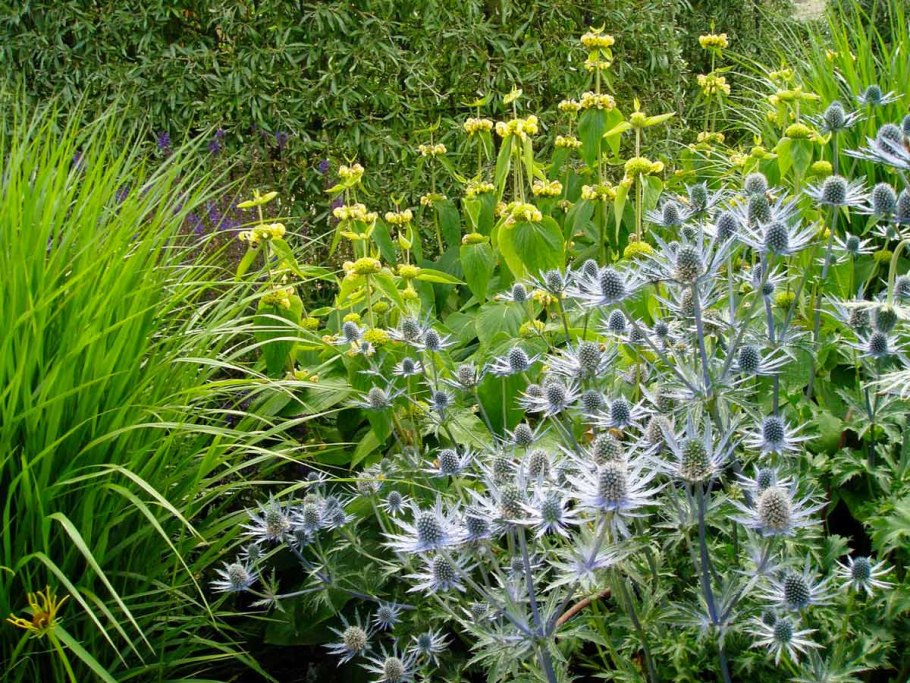 Синеголовник плосколистный Eryngium Planum