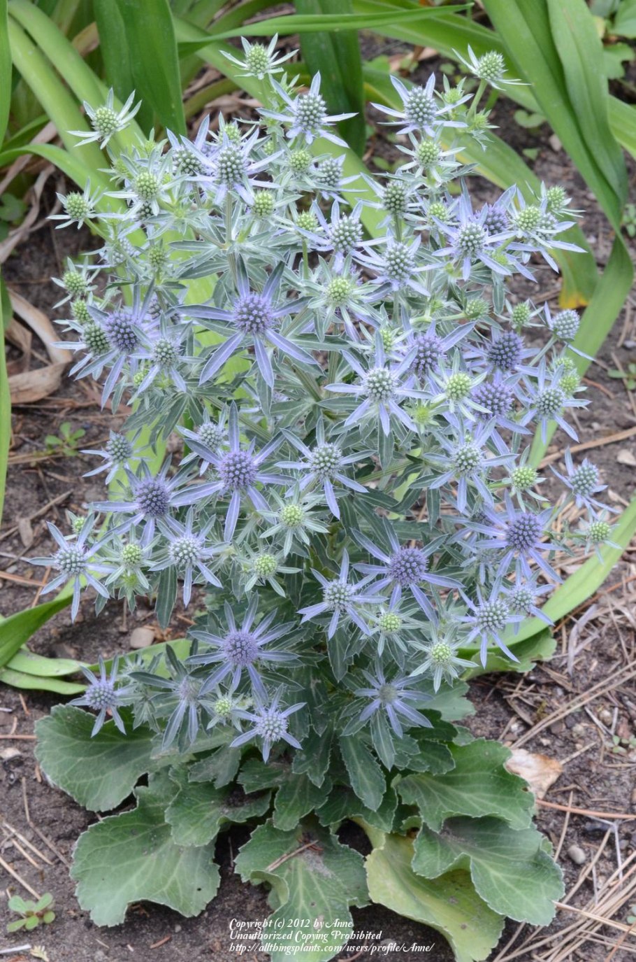 Синеголовник Eryngium Planum