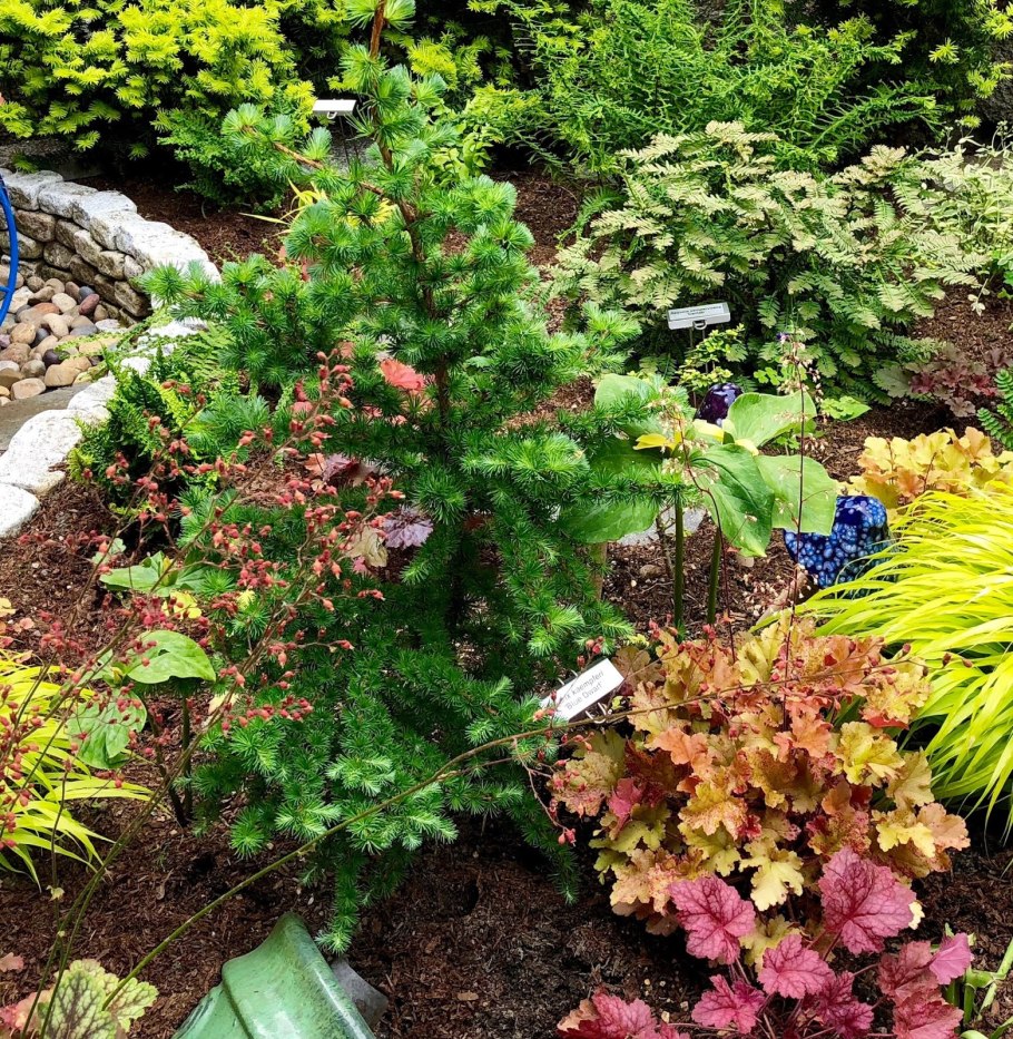 Лиственница Блю Дварф