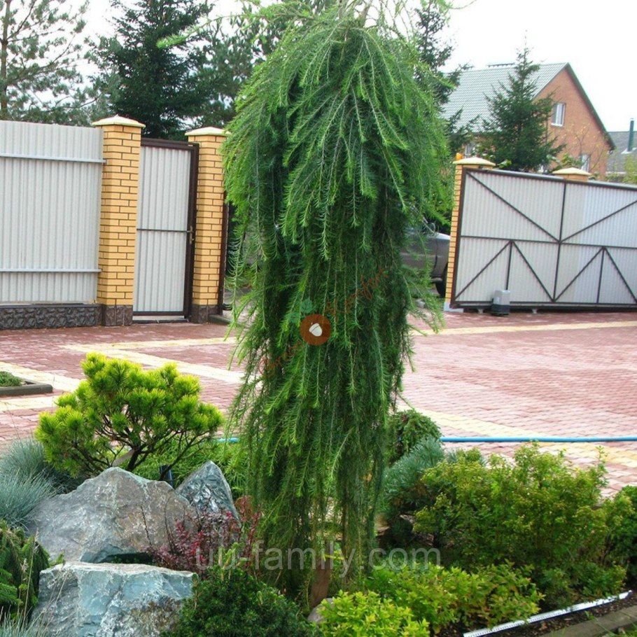 Larix kaempferi Bonsai