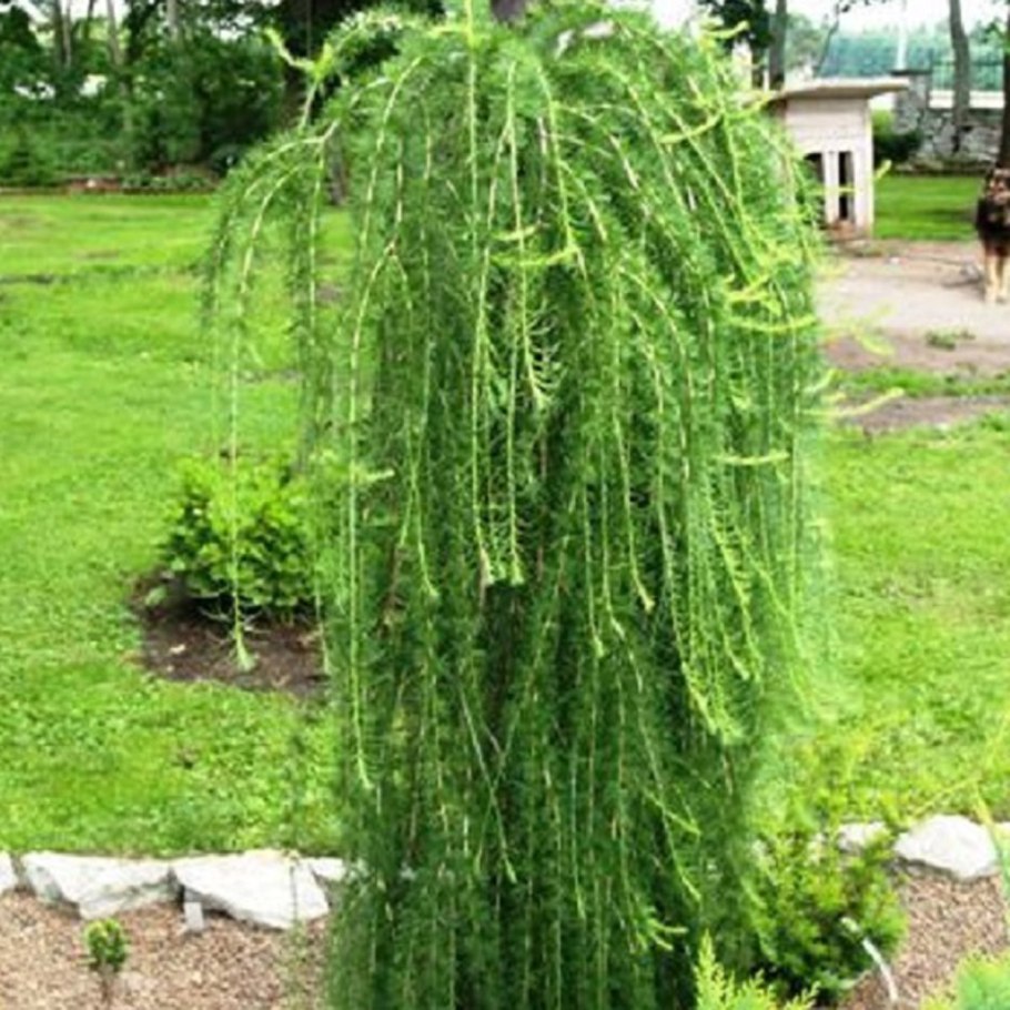 Лиственница вечнозеленое растение