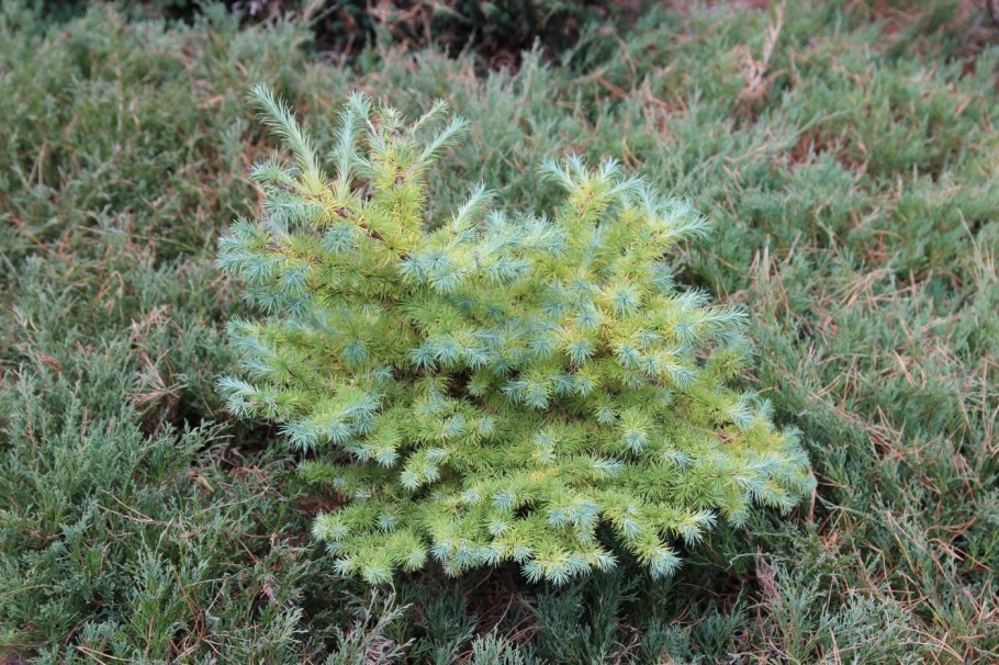 Сосна Мугус