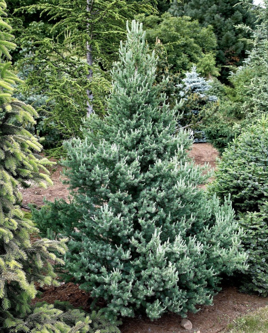 Клумба туя Хоста можжевельник