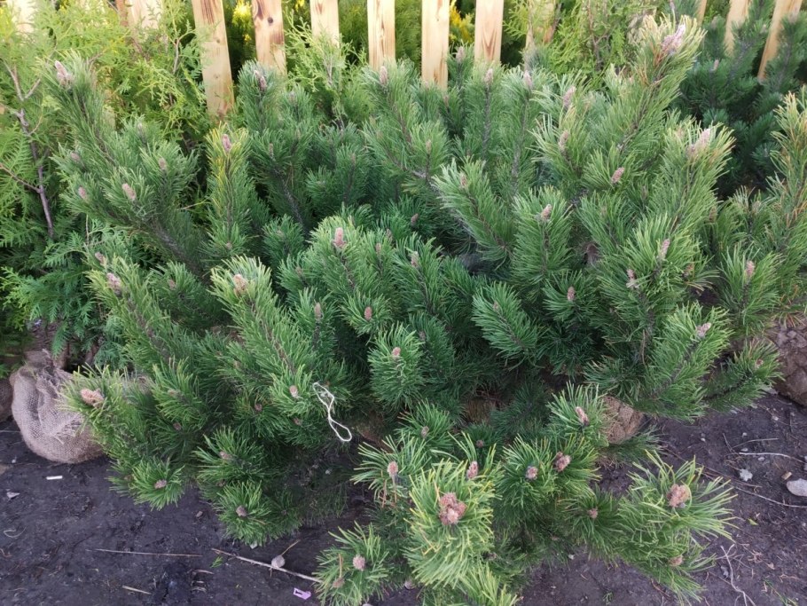 Лиственница Блю раббит