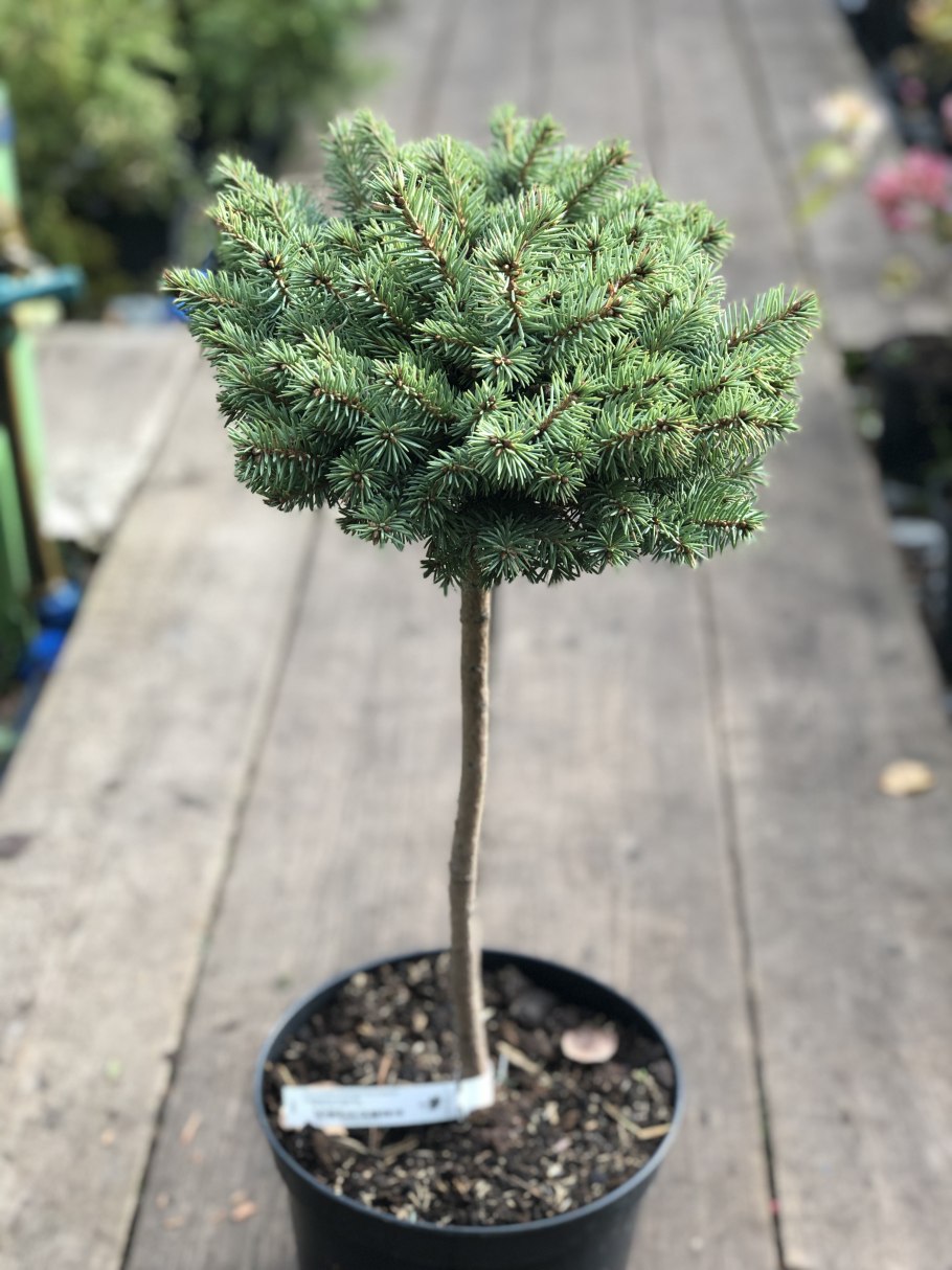 Лиственница японская Мадуродам