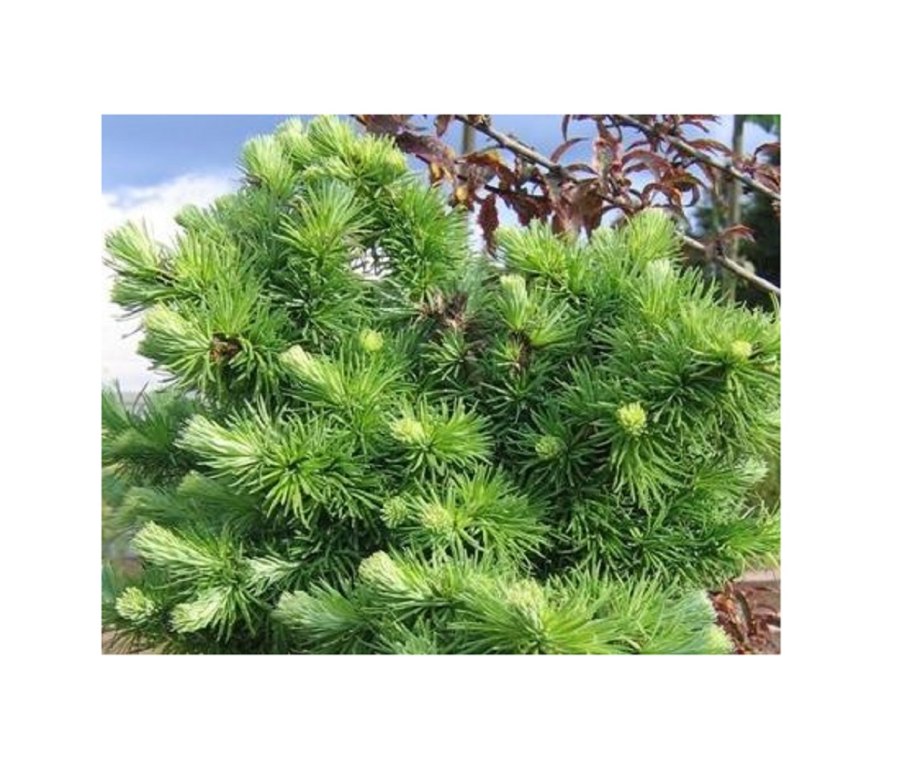 Лиственница Блю раббит