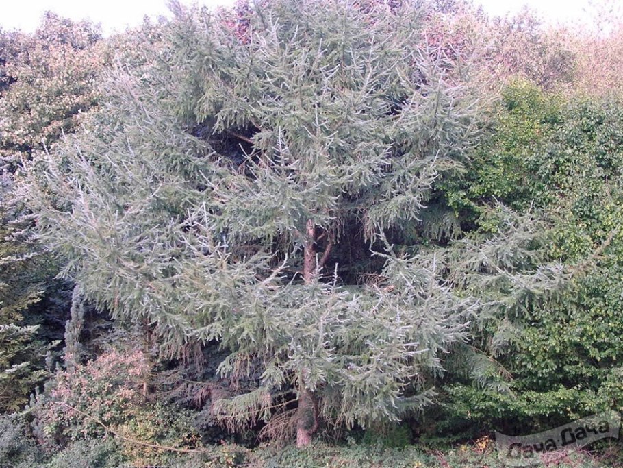 Лиственница европейская Пендула