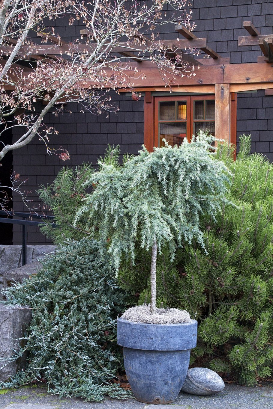 Лиственница Кемпфера