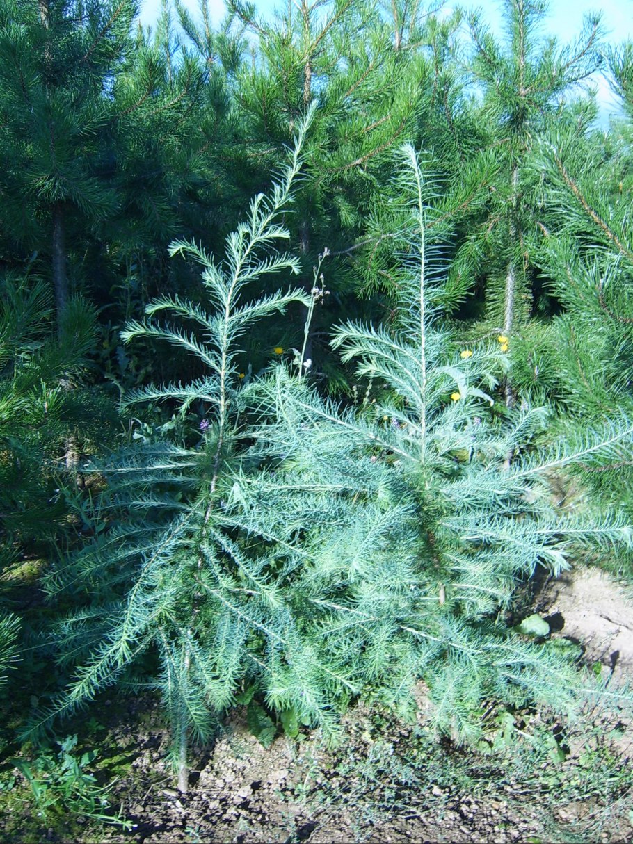 Larix kaempferi Madurodam