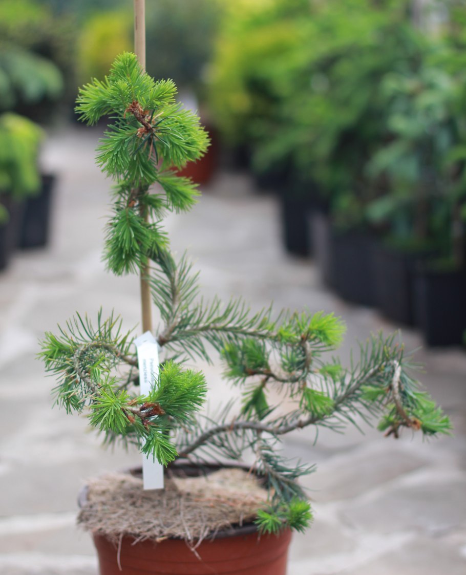 Лиственница Стиф Випер на штамбе