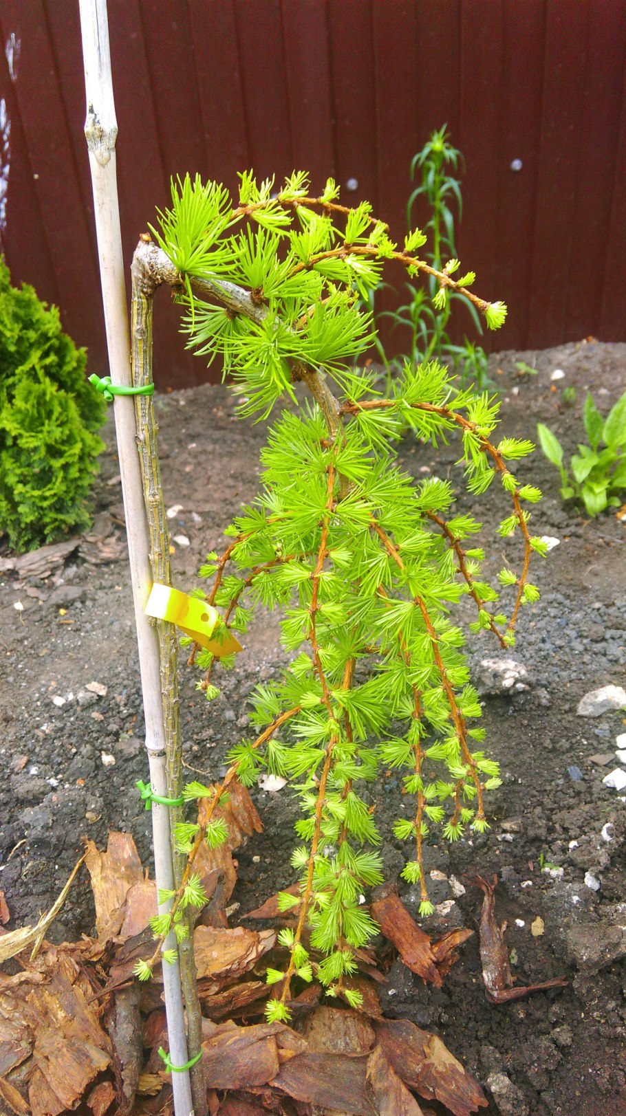 Лиственница Кемпфера stiff Weeper