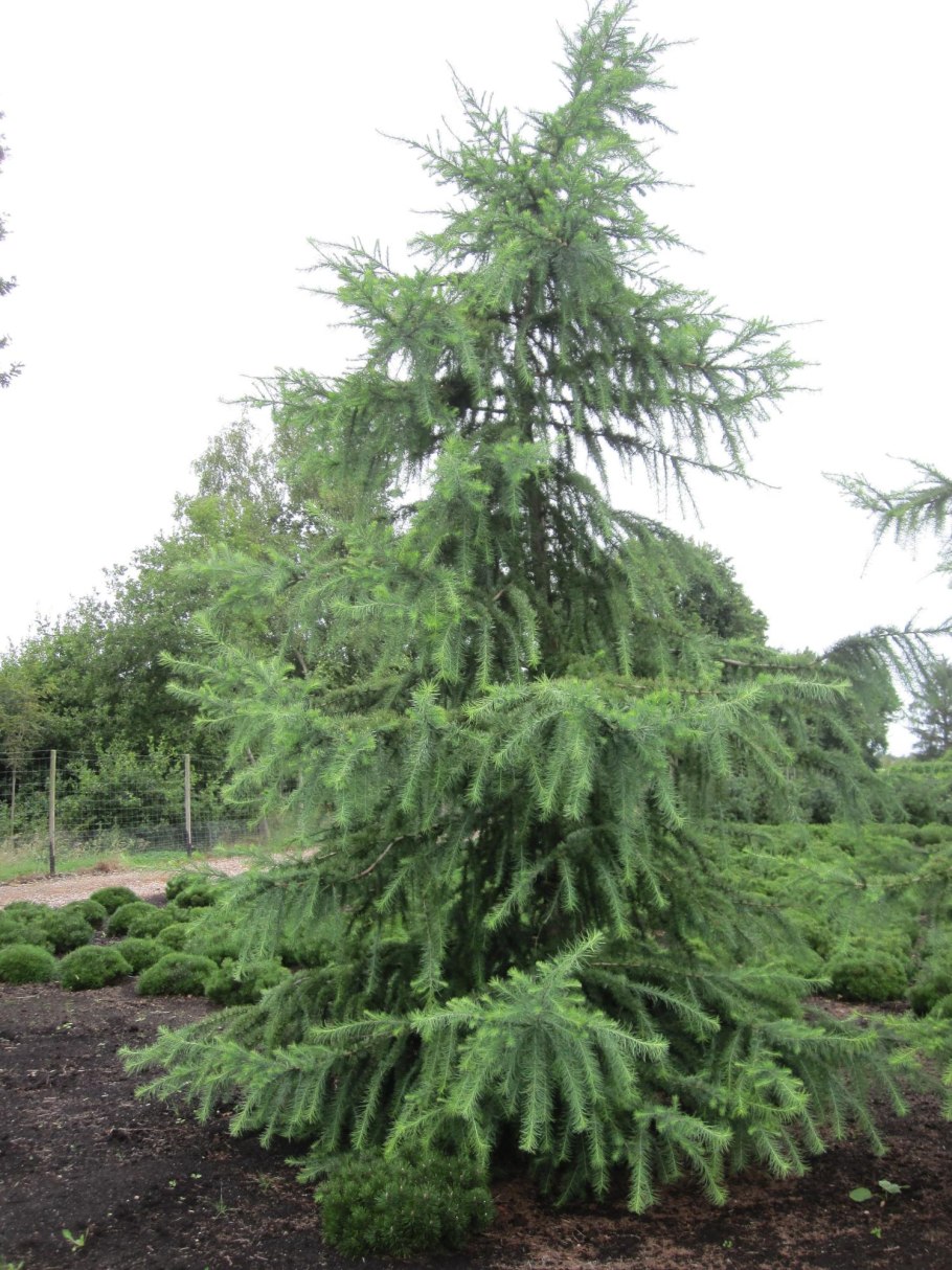 Лиственница Larix kaempferi. Wolterdingen
