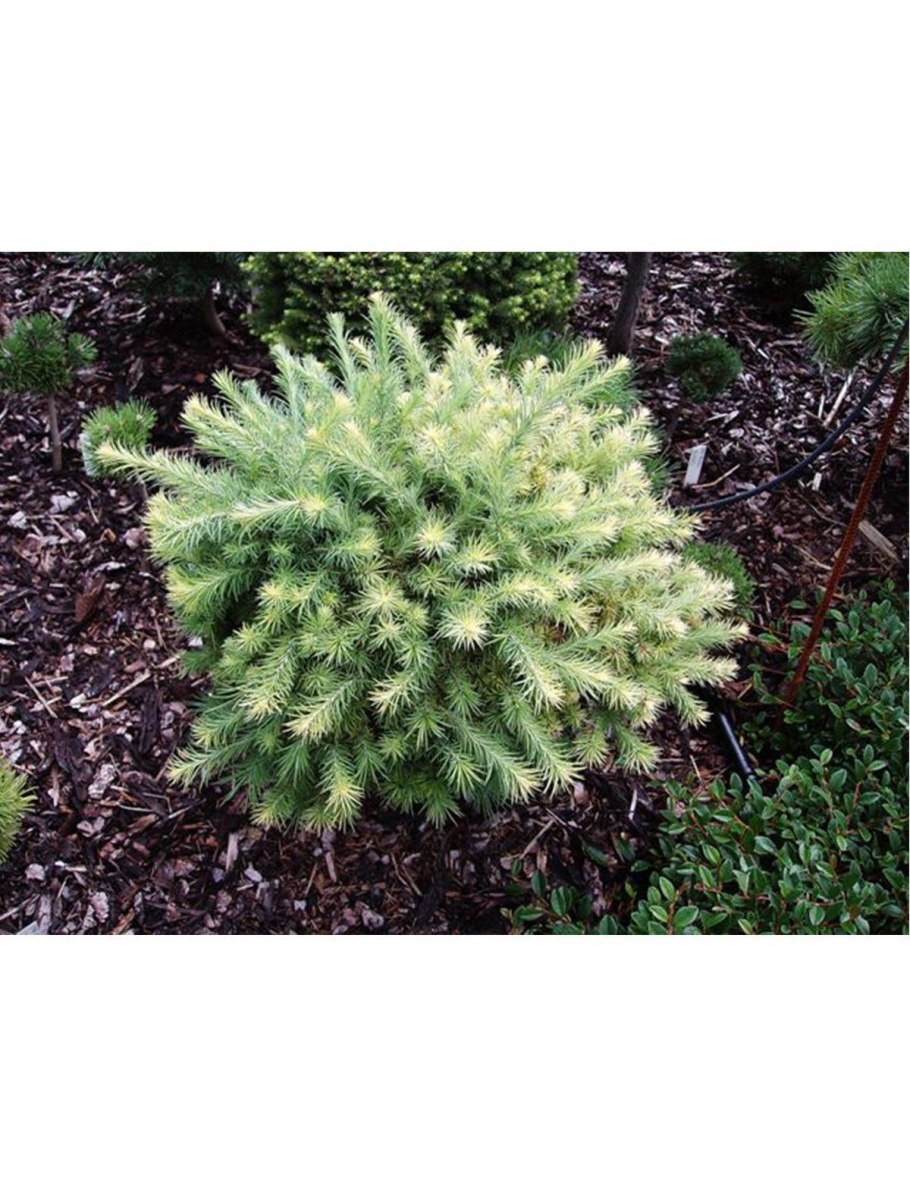 Лиственница Сибирская плакучая