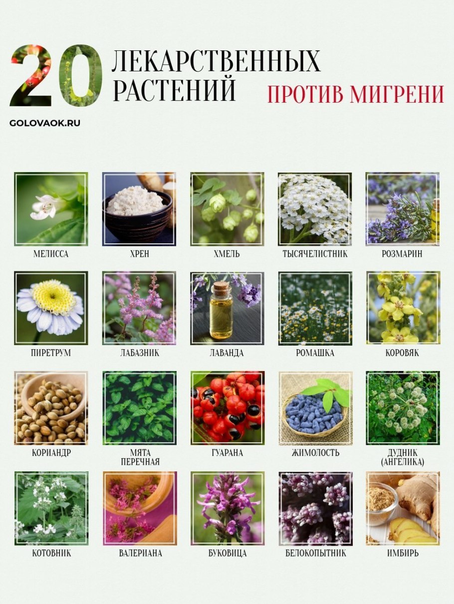 Полезные лекарственные растения