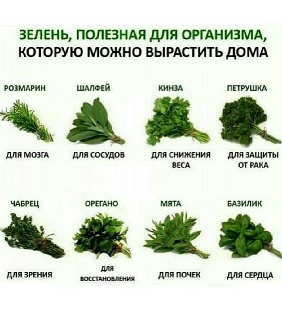 Полезная зелень для организма