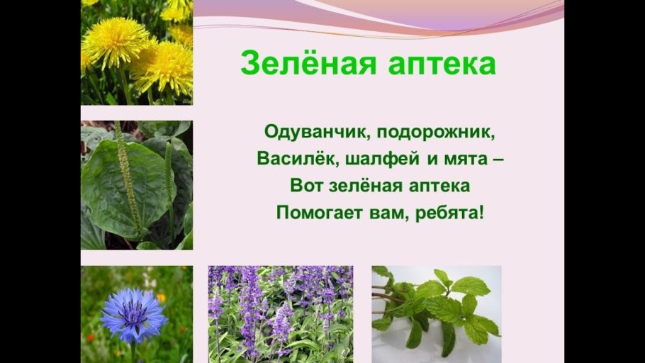 Лекарственные растения для дошкольников