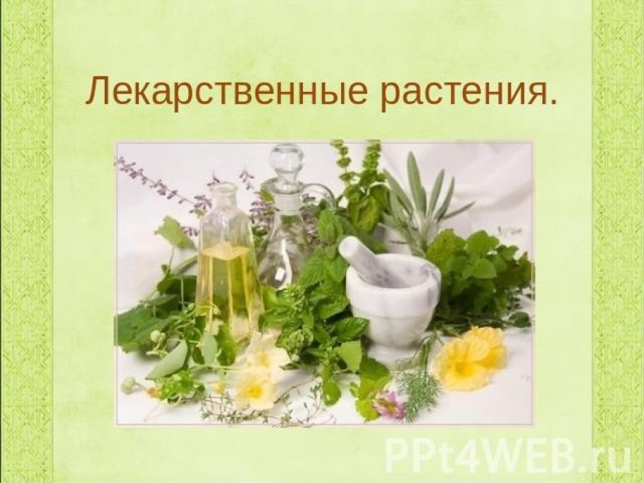 Лекарственные травы презентация