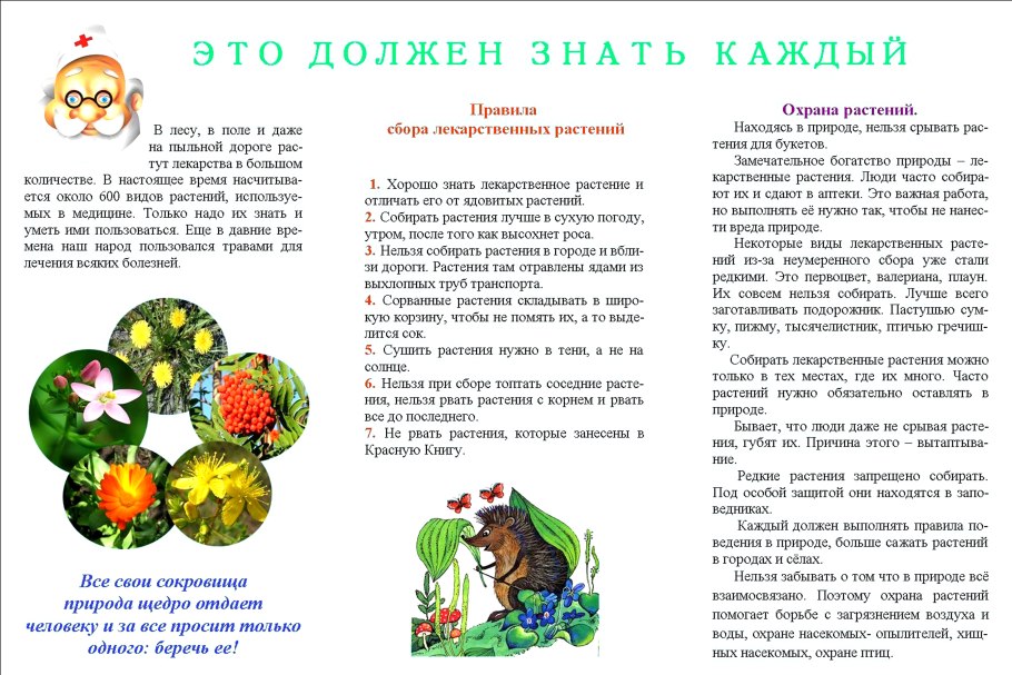 Буклет лекарственные растения