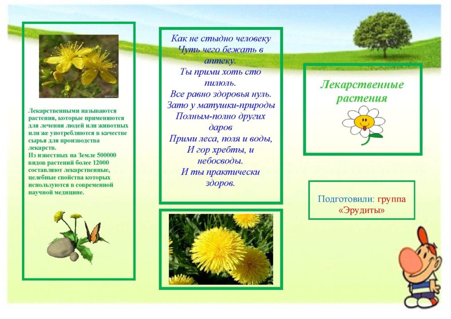 Буклет лекарственные растения