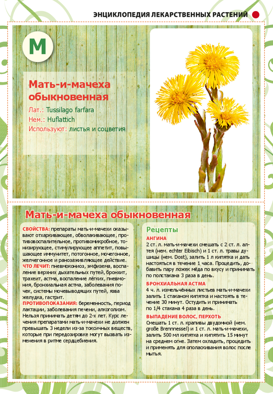 Пижма ядовитое растение