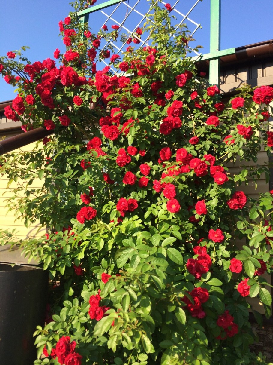 Роза плетистая симпати