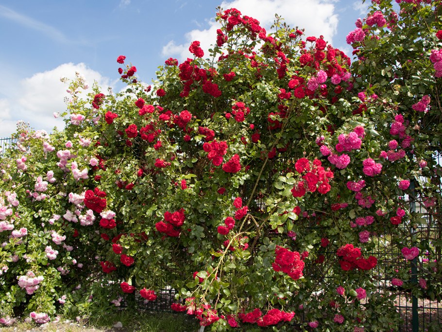 Красная плетистая роза Амадеус