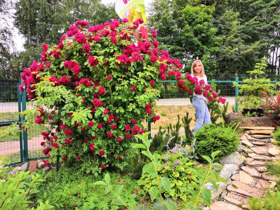 Розы плетистые Амадеус