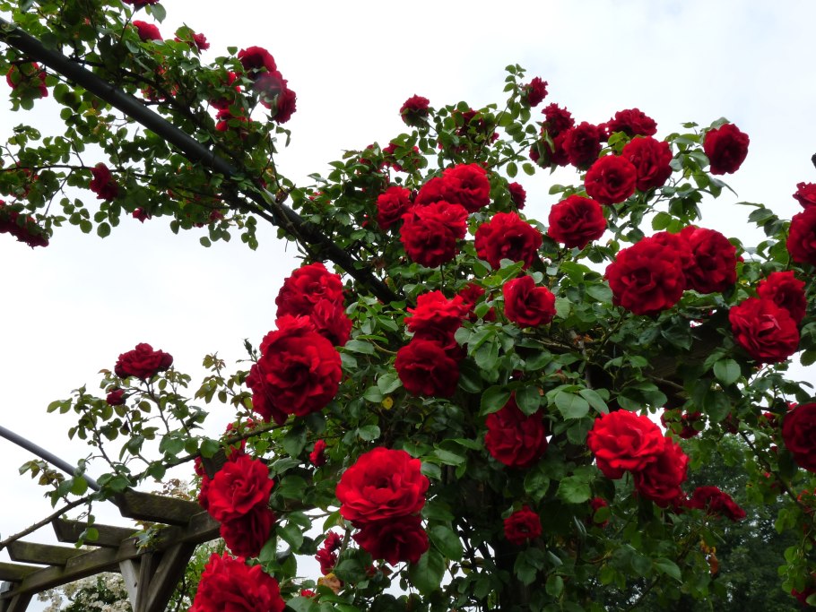 Роза плетистая красная Дон Жуан