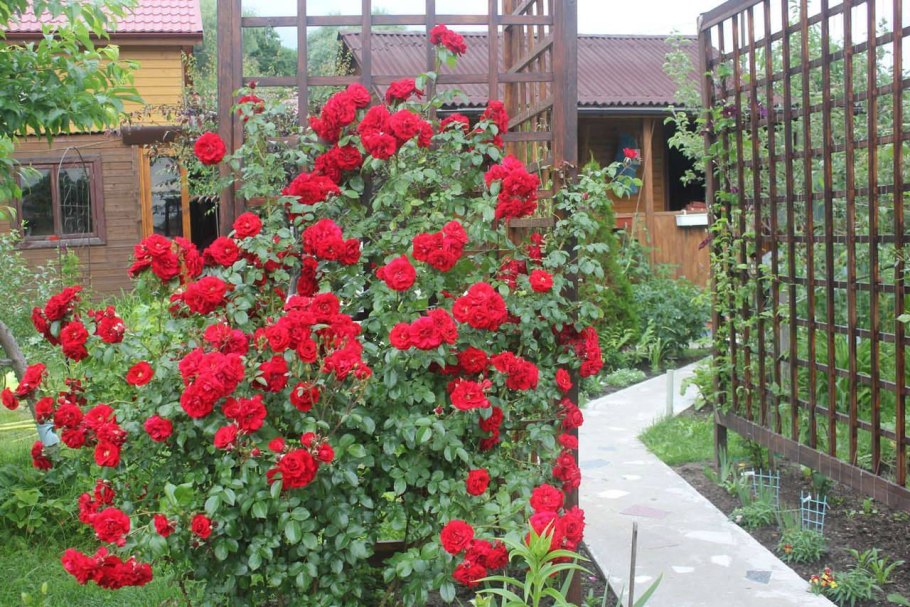 Amadeus (Kordes, 2003)