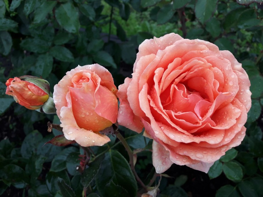 Роза Амадеус плетистая компаньоны