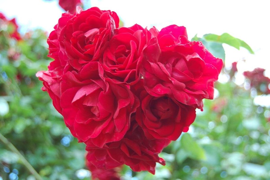 Амадеус Amadeus роза