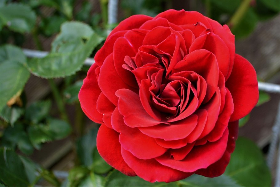 Amadeys-pletistaya-- роза