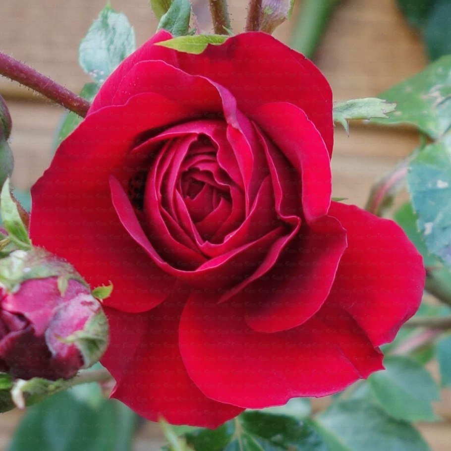 Сорт розы Амадеус