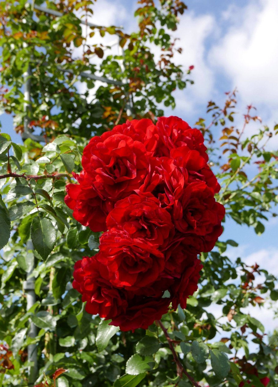 Amadeus роза плетистая