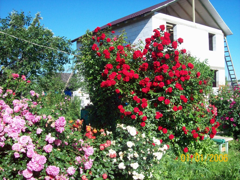 Amadeus роза плетистая