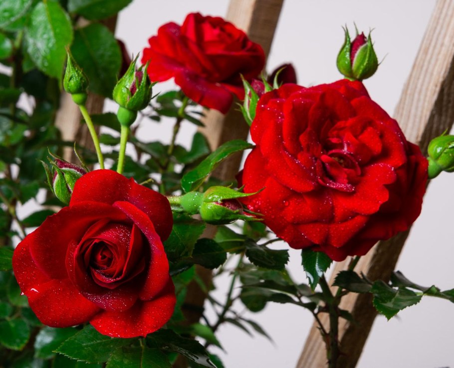 Амадеус (Amadeus)