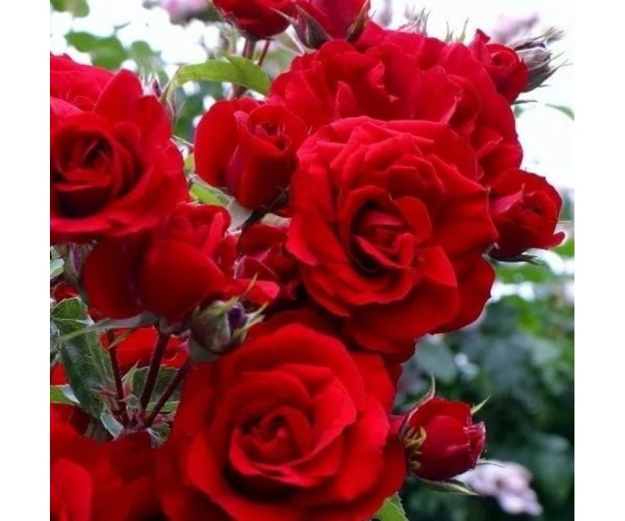 Плетистая роза Амадеус Моцарт