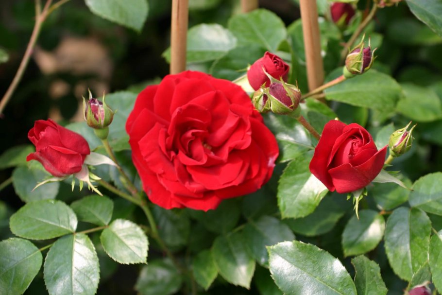 Розы плетистые Амадеус