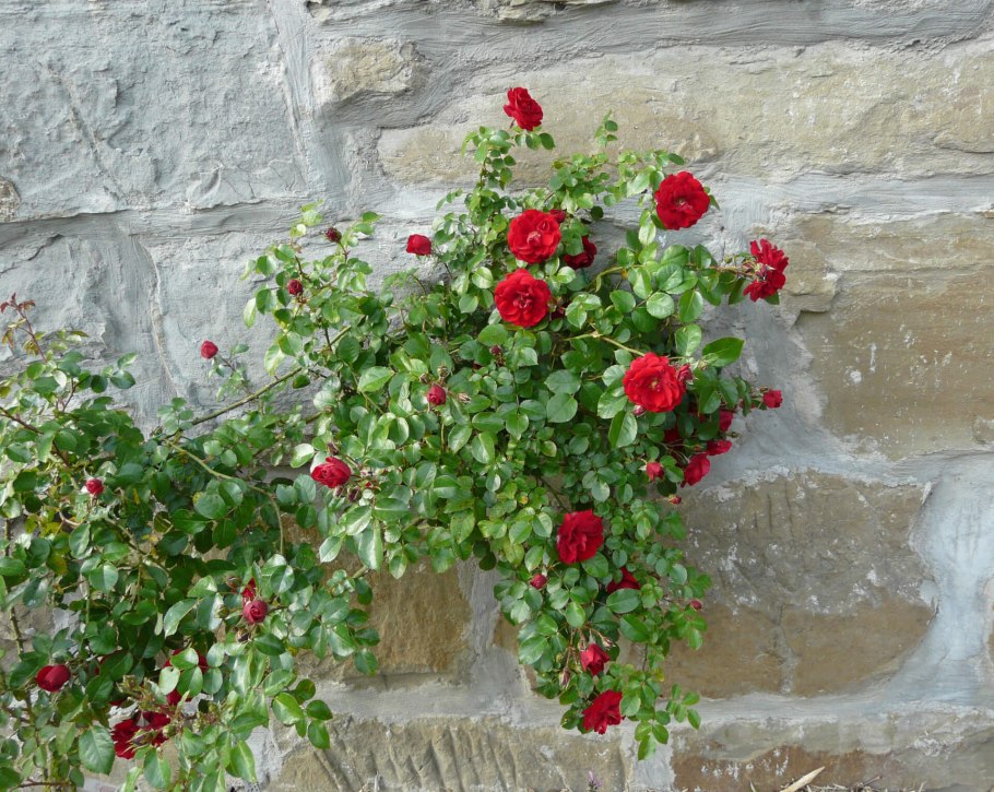 Розы плетистые Амадеус