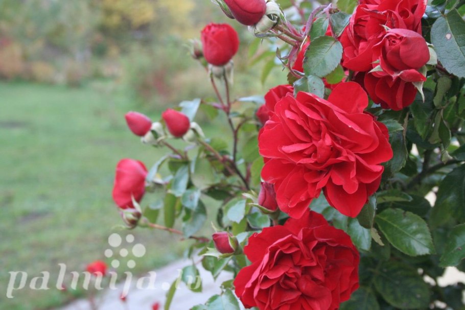 Розы плетистые Амадеус