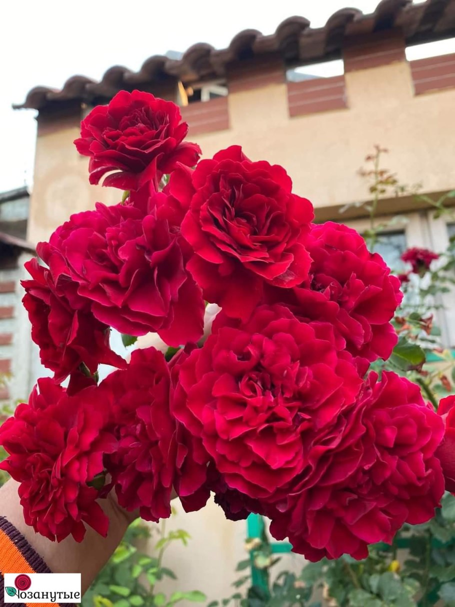 Роза Боропер командан баропер отзывы