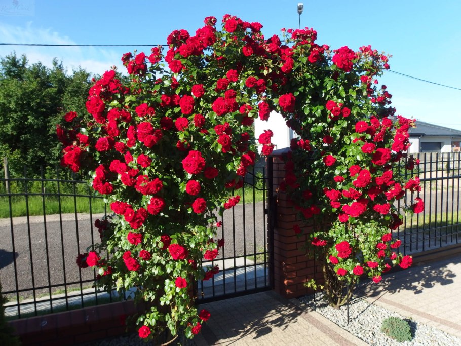 Роза Дон Жуан плетистая