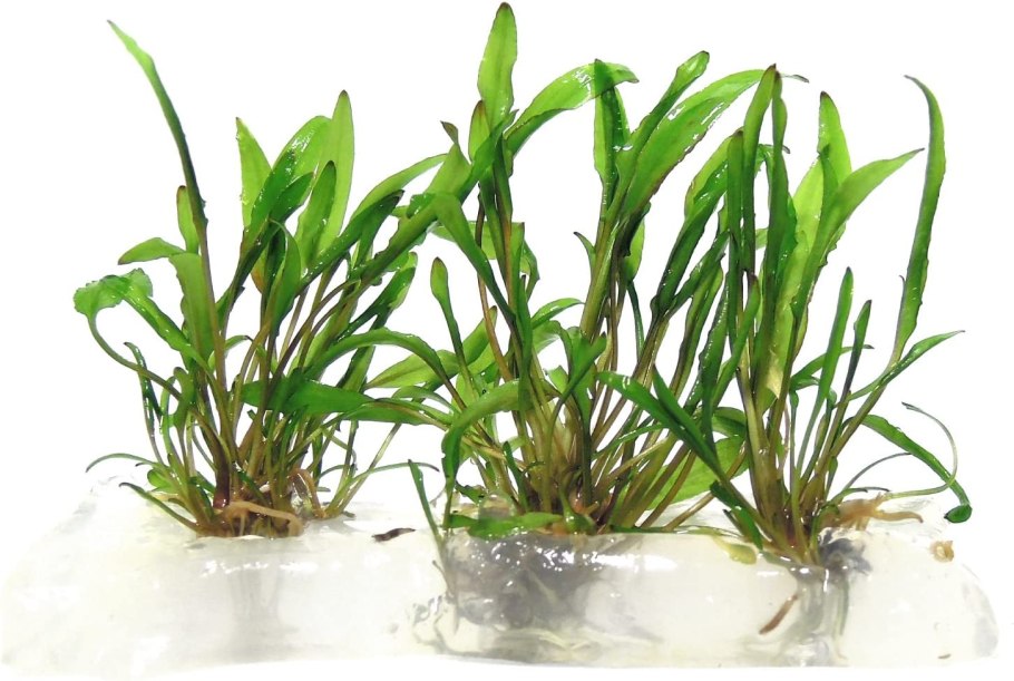 Криптокорина тонкиненсис Меристемное