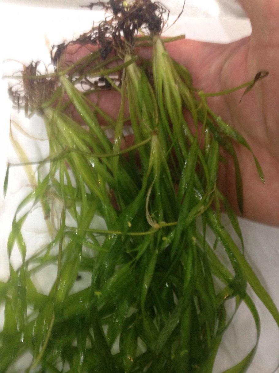 Олений Рог на валлиснерии