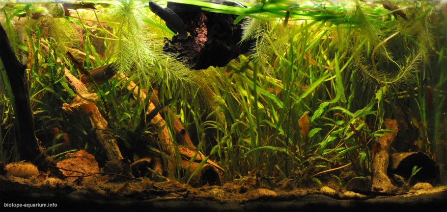 Валлиснерия спиральная акваскейп