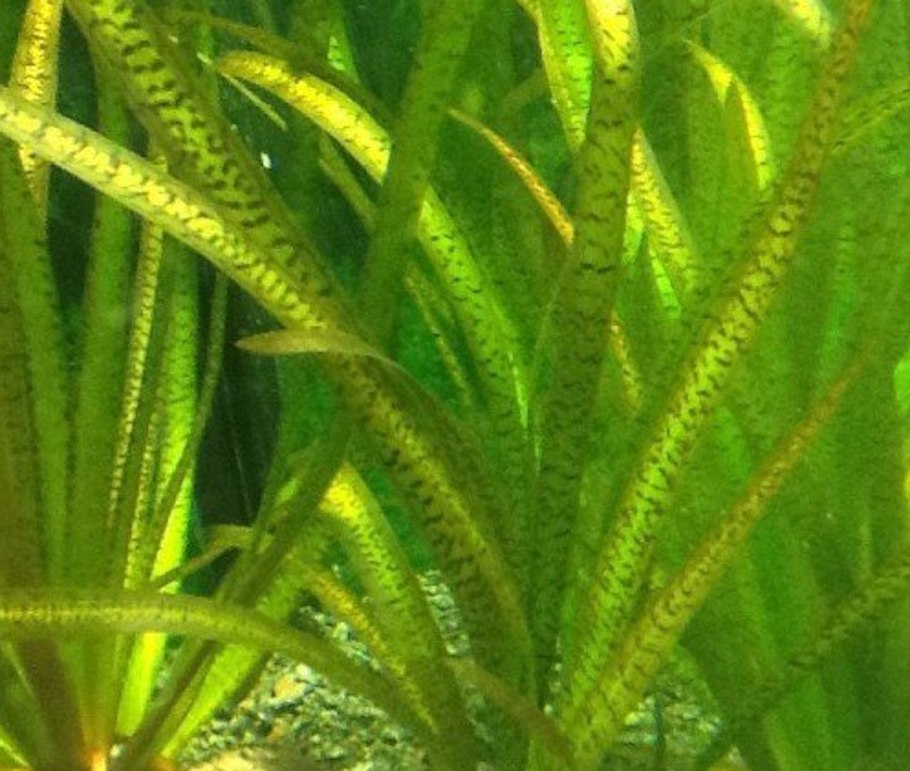 Акваскейп с валлиснерией