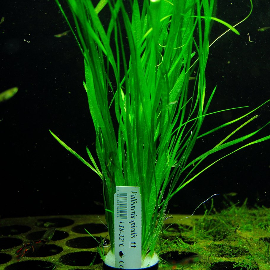 Криптокорина Керри