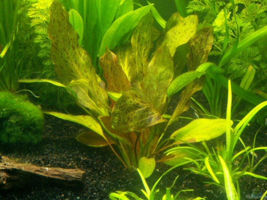 Нимфея и Валлиснерия