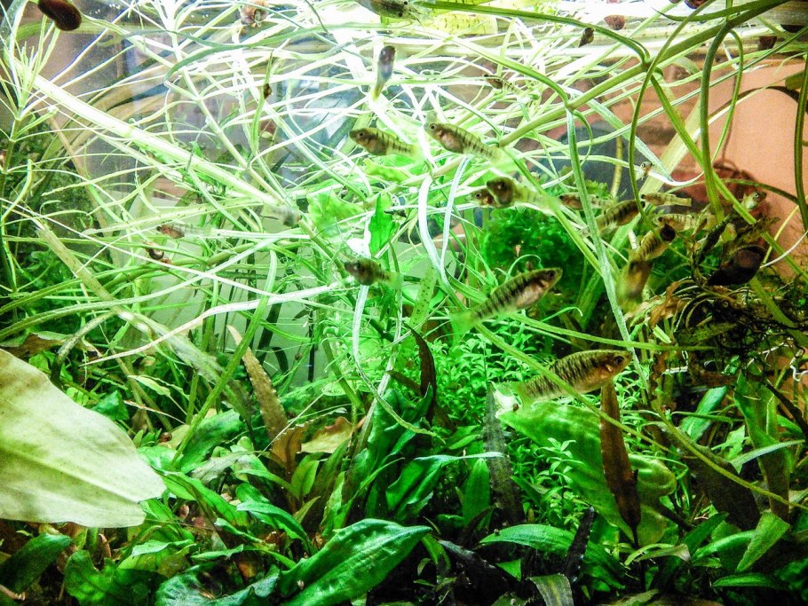 Криптокорина Накамото