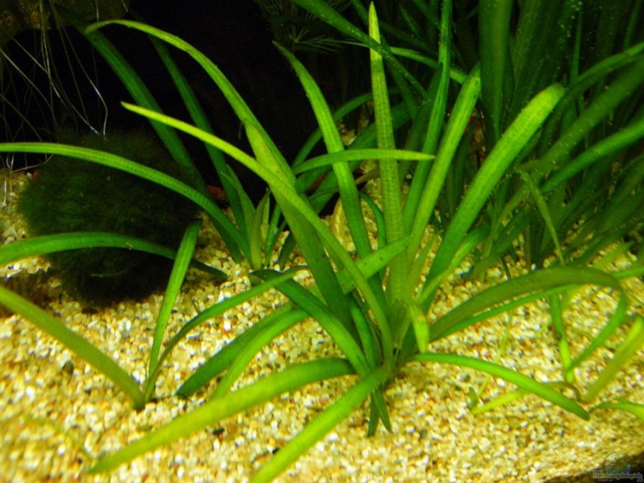 Валлиснерия Нана аквариумное растение